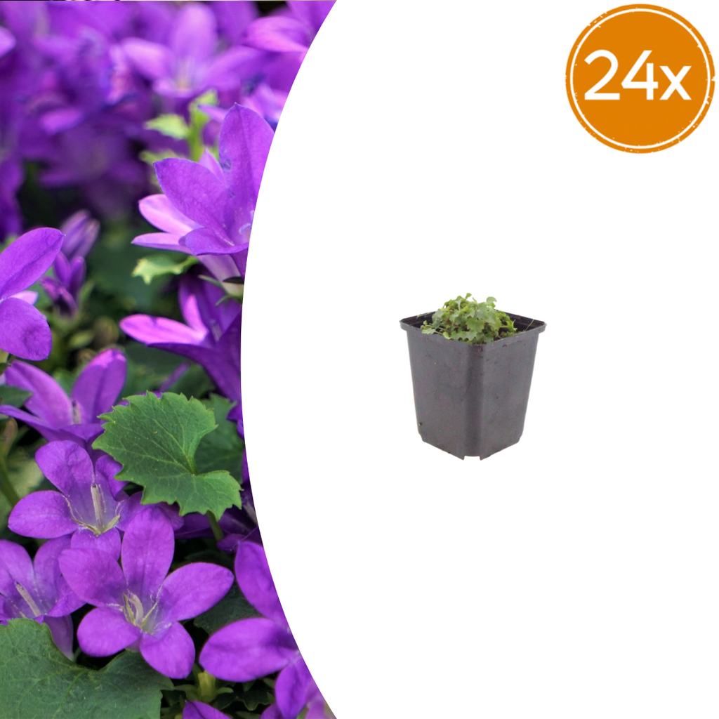 Polsterglockenblume 24er-Set (Campanula portenschlagiana) – winterharte Staude, Topf-Ø 9 cm, Höhe ca. 25 cm