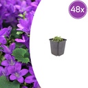 48x Campanula portenschlagiana - ↕10-25cm - Ø9cm