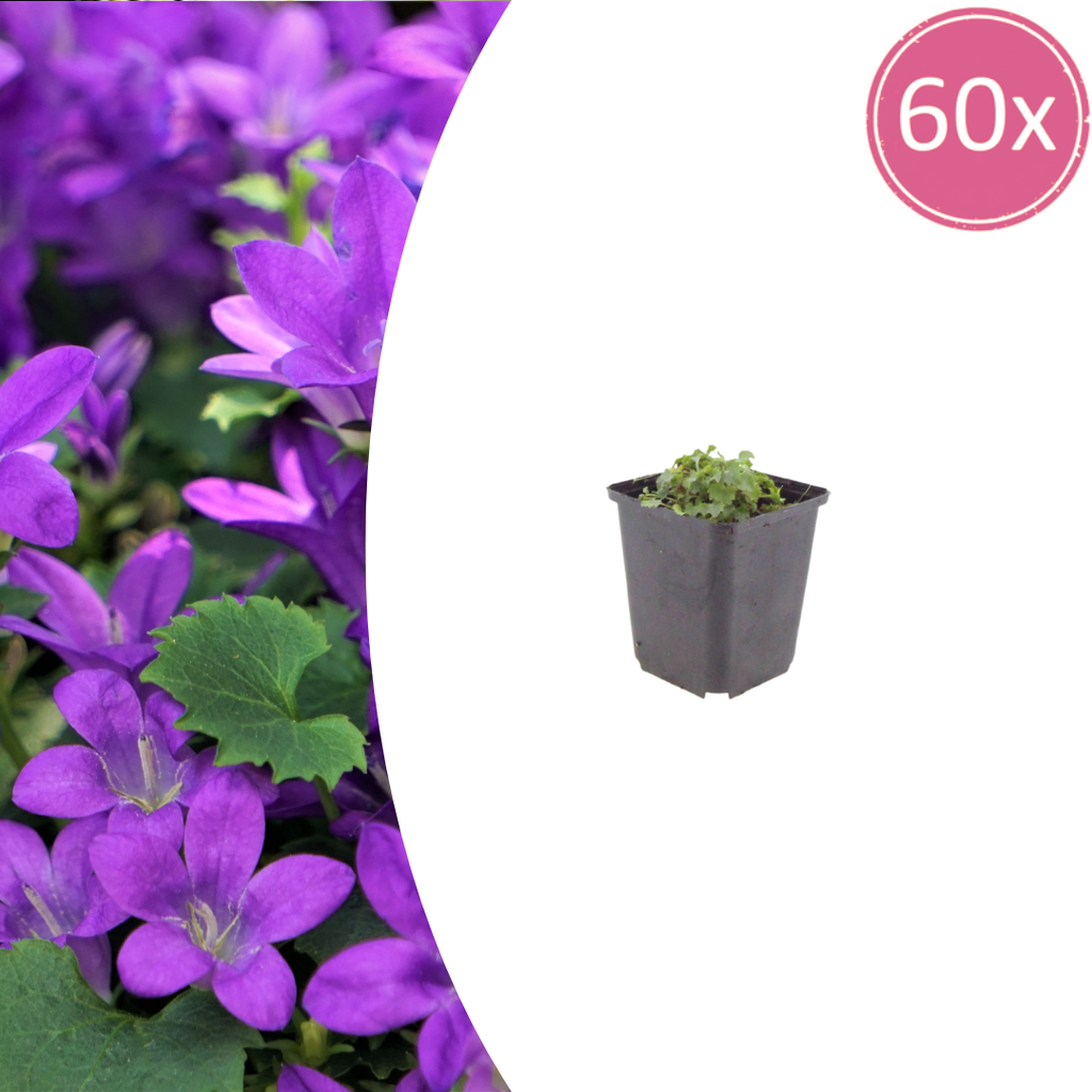 Polsterglockenblume 60er-Set (Campanula portenschlagiana) – winterharte Staude, Topf-Ø 9 cm, Höhe ca. 25 cm