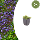 Hängepolster-Glockenblume 6er-Set (Campanula poscharskyana) – winterharte Polsterstaude, Topf-Ø 9 cm, Höhe ca. 25 cm