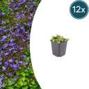 Hängepolster-Glockenblume 12er-Set (Campanula poscharskyana) – winterharte Polsterstaude, Topf-Ø 9 cm, Höhe ca. 25 cm