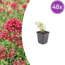Rote Spornblume 'Coccineus' 48er-Set (Centranthus ruber) – winterharte Staude, Topf-Ø 9 cm, Höhe ca. 25 cm