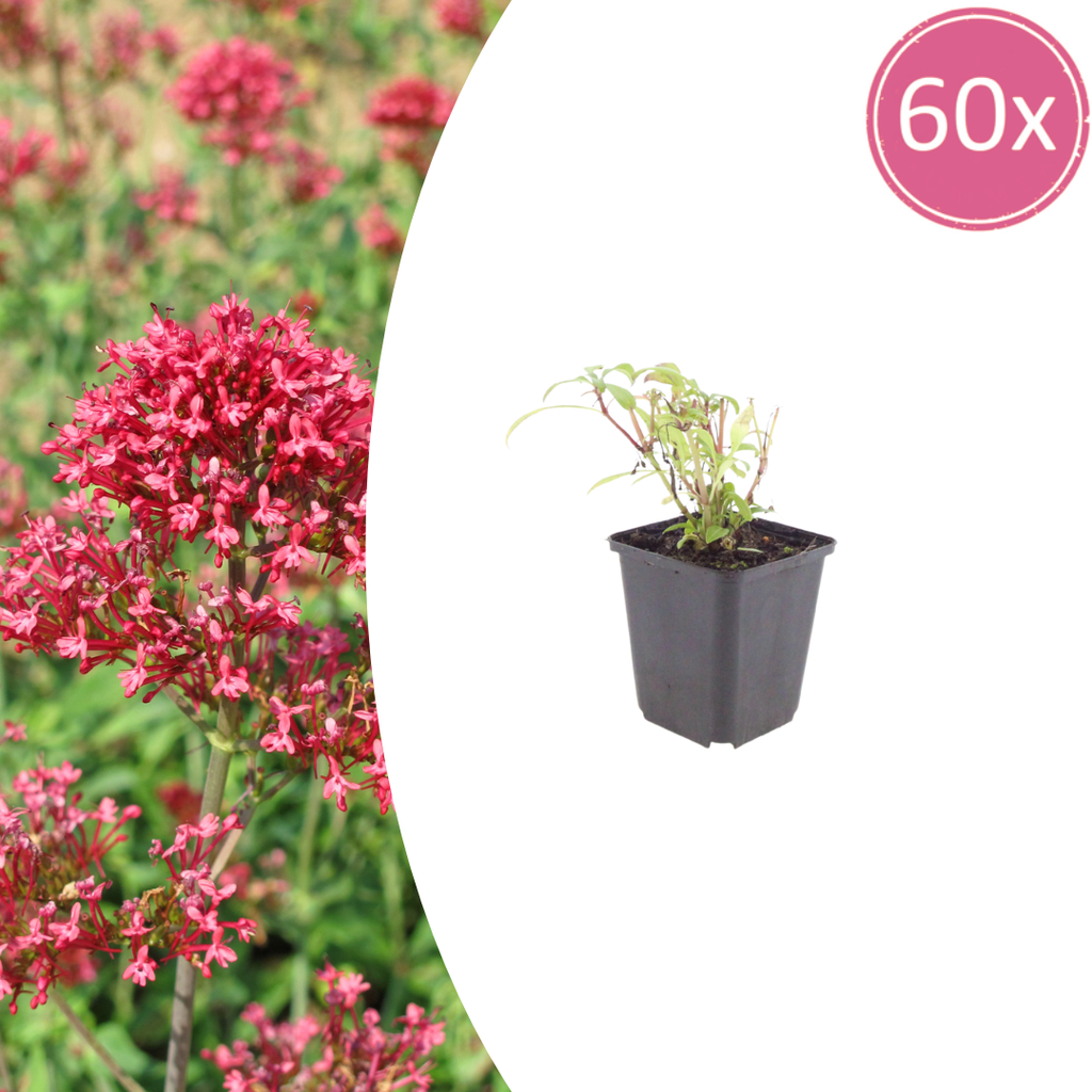 Rote Spornblume 'Coccineus' 60er-Set (Centranthus ruber) – winterharte Staude, Topf-Ø 9 cm, Höhe ca. 25 cm