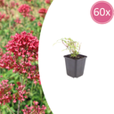 Rote Spornblume 'Coccineus' 60er-Set (Centranthus ruber) – winterharte Staude, Topf-Ø 9 cm, Höhe ca. 25 cm