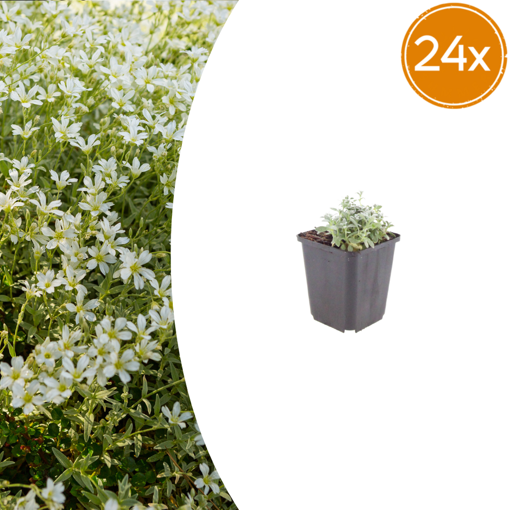 Filziges Hornkraut 24er-Set (Cerastium tomentosum) – winterharte Polsterstaude, Topf-Ø 9 cm, Höhe ca. 25 cm