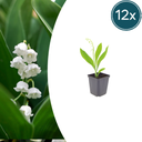 Maiglöckchen 12er-Set (Convallaria majalis) – winterharte Staude, Topf-Ø 9 cm, Höhe ca. 25 cm