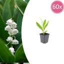 Maiglöckchen 60er-Set (Convallaria majalis) – winterharte Staude, Topf-Ø 9 cm, Höhe ca. 25 cm