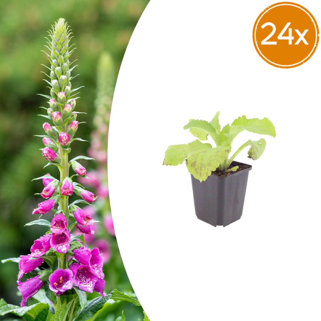 Roter Fingerhut 24er-Set (Digitalis purpurea) – winterharte Staude, Topf-Ø 9 cm, Höhe ca. 25 cm