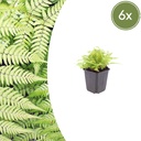 Wurmfarn 6er-Set (Dryopteris filix-mas) – winterharte Staude, Topf-Ø 9 cm, Höhe ca. 25 cm