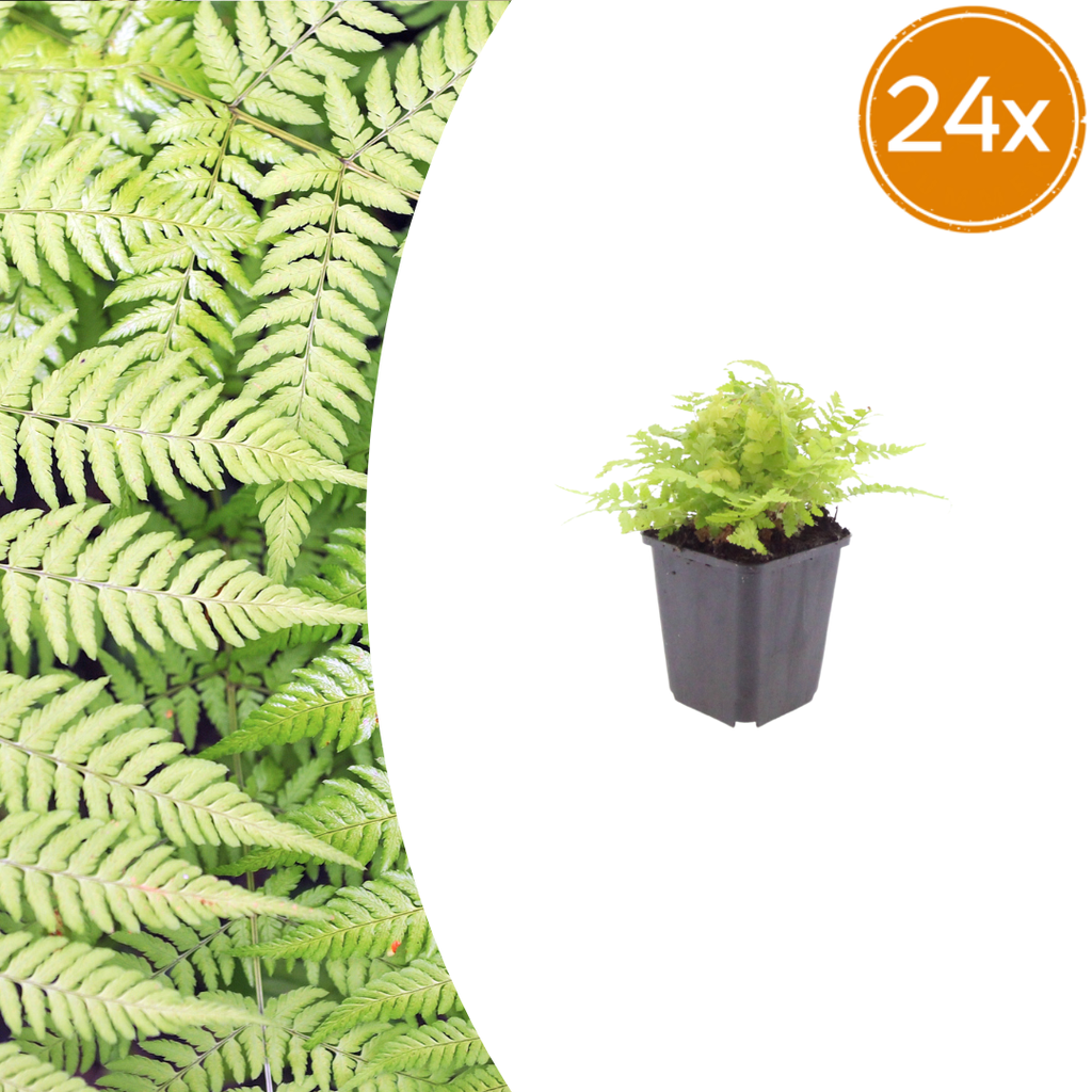 Wurmfarn 24er-Set (Dryopteris filix-mas) – winterharte Schattenstaude, Topf-Ø 9 cm, Höhe ca. 25 cm