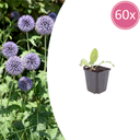 Ruthenische Kugeldistel 60er-Set (Echinops ritro) – winterharte Staude, Topf-Ø 9 cm, Höhe ca. 25 cm