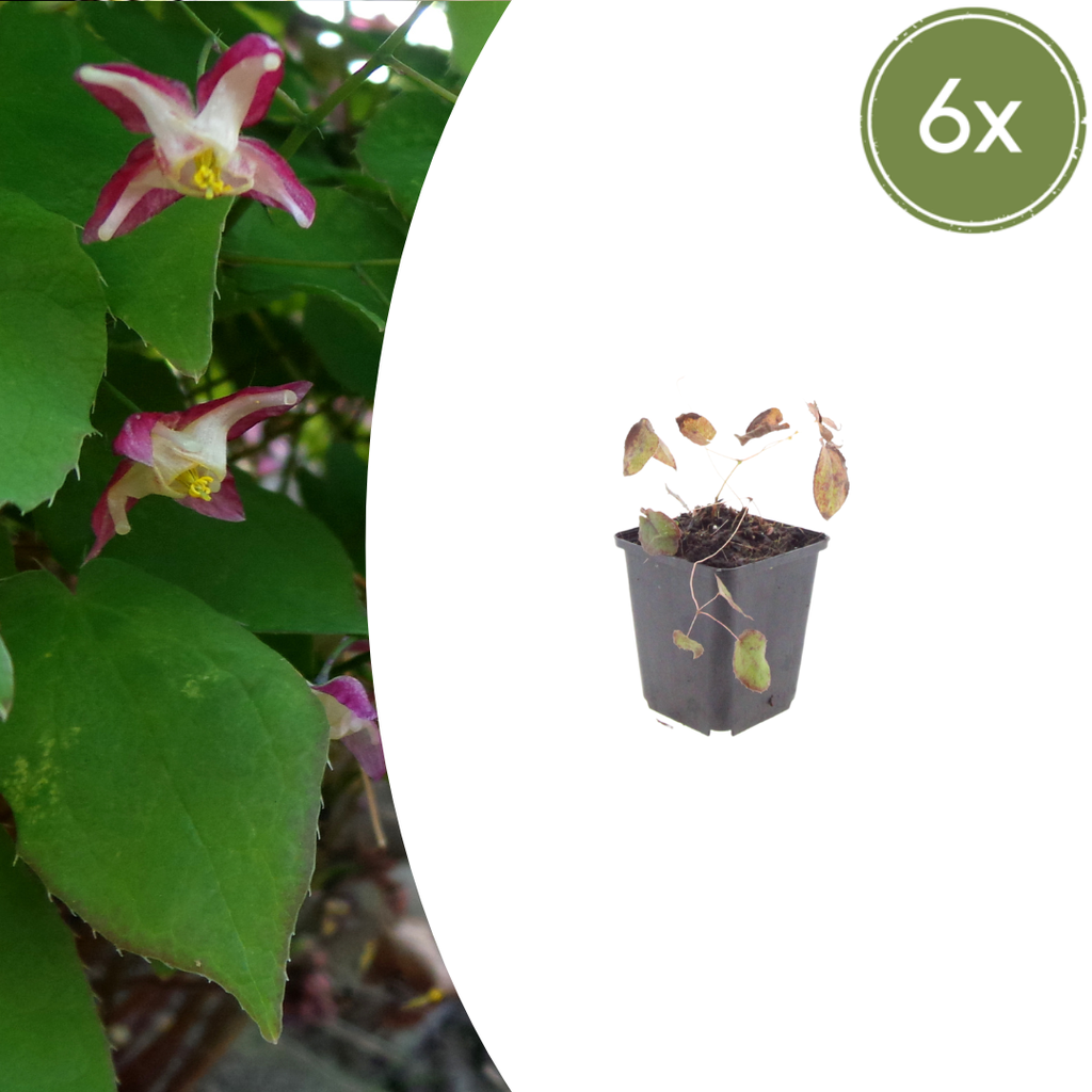 Rote Elfenblume 6er-Set (Epimedium rubrum) – winterharte Staude, Topf-Ø 9 cm, Höhe ca. 25 cm