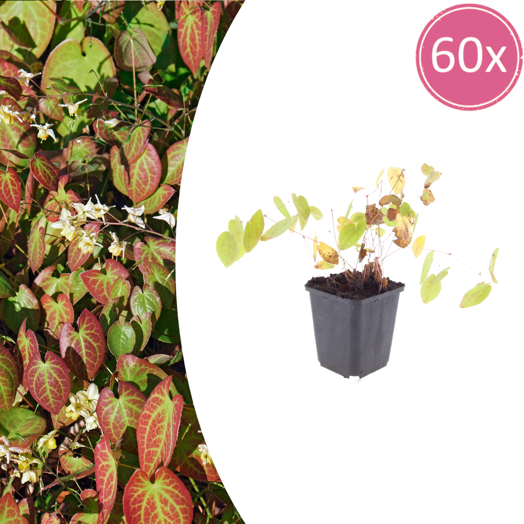 60x Epimedium y. 'Niveum' - ↕10-25cm - Ø9cm