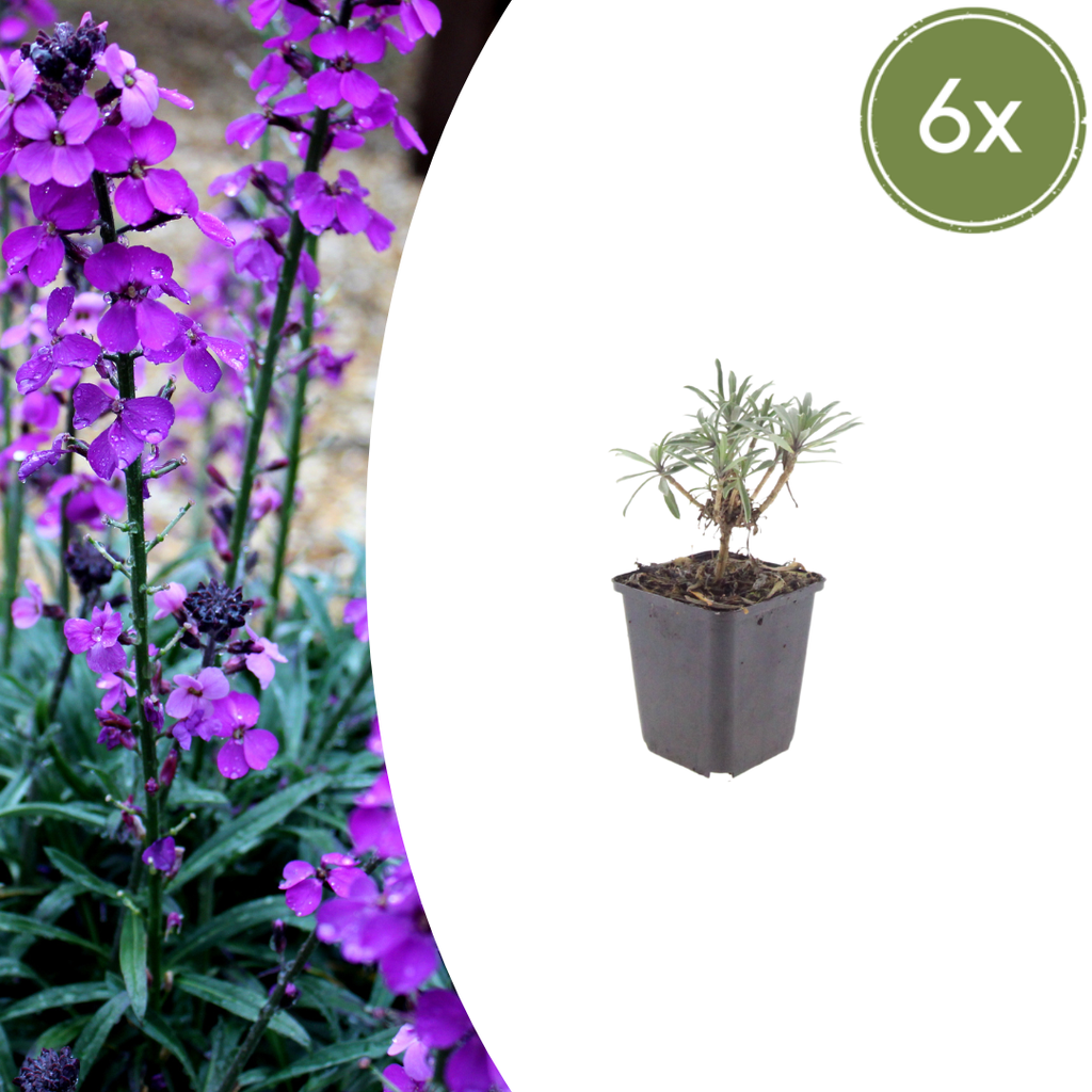 Goldlack 'Bowles' 6er-Set (Erysimum cheiri) – winterharte Duftpflanze, Topf-Ø 9 cm, Höhe ca. 25 cm