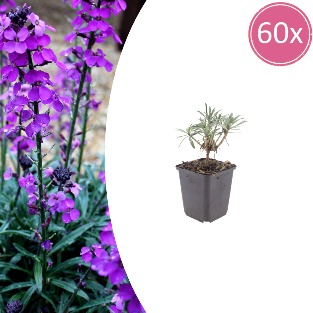 Goldlack 'Bowles' 60er-Set (Erysimum cheiri) – winterharte Staude, Topf-Ø 9 cm, Höhe ca. 25 cm