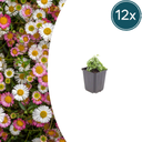 Karwinskis Feinstrahl 12er-Set (Erigeron karvinskianus) – winterharte Staude, Topf-Ø 9 cm, Höhe ca. 25 cm