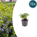 Mandelblättrige Wolfsmilch 12er-Set (Euphorbia amygdaloides) – winterharte Staude, Topf-Ø 9 cm, Höhe ca. 25 cm