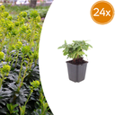 Mandelblättrige Wolfsmilch 24er-Set (Euphorbia amygdaloides) – winterharte Staude, Topf-Ø 9 cm, Höhe ca. 25 cm