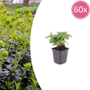 Mandelblättrige Wolfsmilch 60er-Set (Euphorbia amygdaloides) – winterharte Staude, Topf-Ø 9 cm, Höhe ca. 25 cm