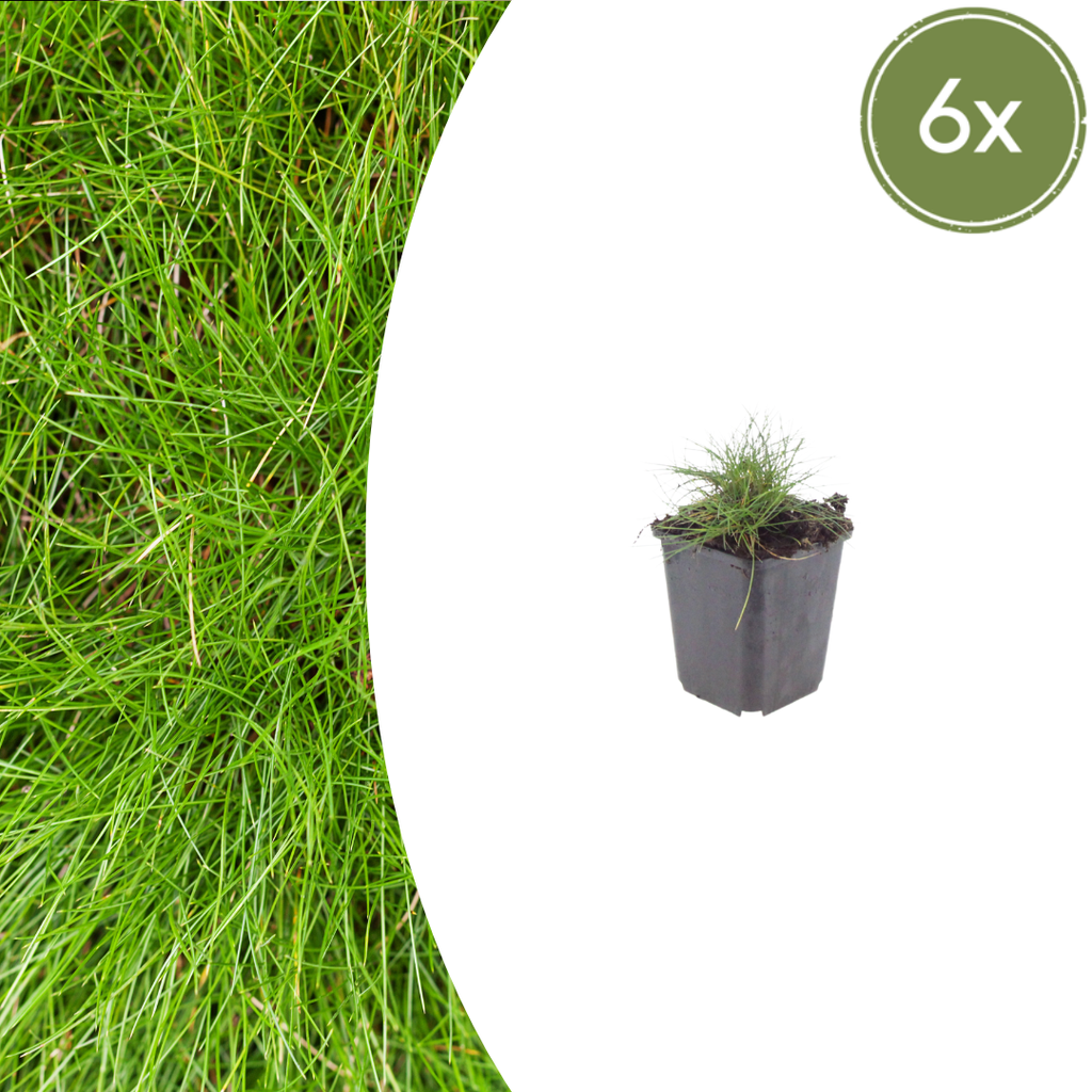 Bärenfellgras 6er-Set (Festuca gautieri) – winterhartes Ziergras, Topf-Ø 9 cm, Höhe ca. 25 cm