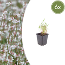Prachtkerze 6er-Set (Gaura lindheimeri) – winterharte Staude, Topf-Ø 9 cm, Höhe ca. 25 cm