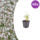 Prachtkerze 48er-Set (Gaura lindheimeri) – winterharte Staude, Topf-Ø 9 cm, Höhe ca. 25 cm