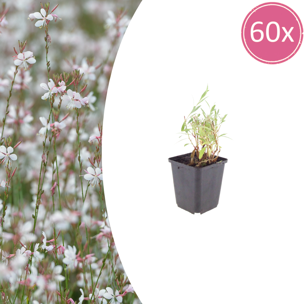 Prachtkerze 60er-Set (Gaura lindheimeri) – winterharte Staude, Topf-Ø 9 cm, Höhe ca. 25 cm