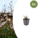 Prachtkerze 'Siskiyou Rosa' 6er-Set (Gaura lindheimeri) – winterharte Staude, Topf-Ø 9 cm, Höhe ca. 25 cm