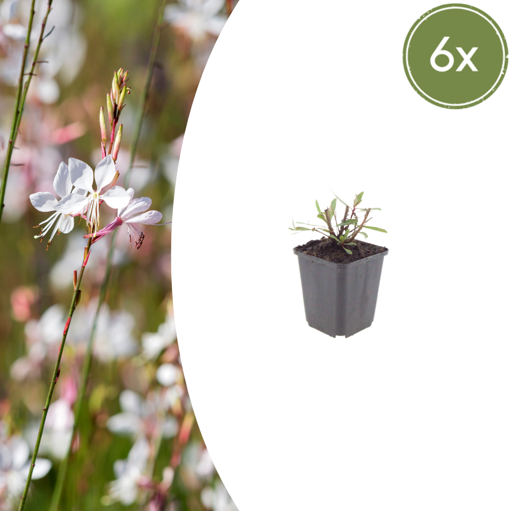 6x Gaura l. 'Wirbelnd Schmetterlinge' - ↕10-25cm - Ø9cm