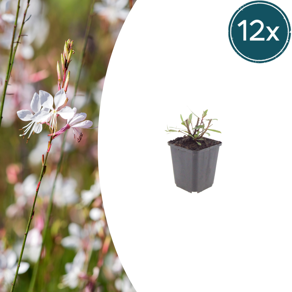 Prachtkerze 'Wirbelnde Schmetterlinge' 12er-Set (Gaura lindheimeri) – winterharte Staude, Topf-Ø 9 cm, Höhe ca. 25 cm
