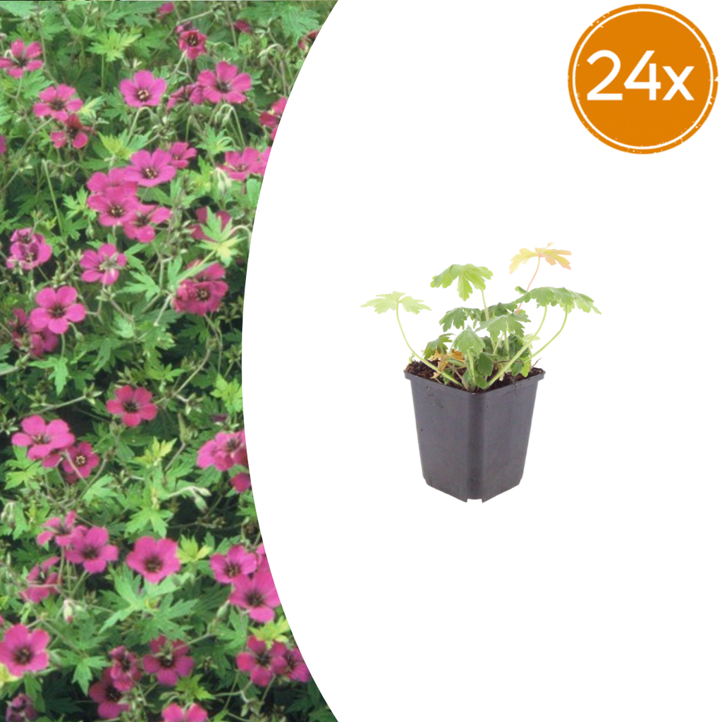 Storchschnabel 'Bevan' 24er-Set (Geranium) – winterharte Staude, Topf-Ø 9 cm, Höhe ca. 25 cm
