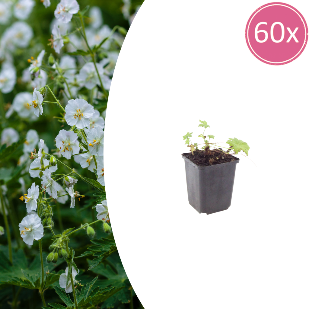 Geranie 'White Ness' 60er-Set (Geranium macrorrhizum) – winterharte Staude, Topf-Ø 9 cm, Höhe ca. 25 cm
