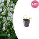 Geranie 'White Ness' 60er-Set (Geranium macrorrhizum) – winterharte Staude, Topf-Ø 9 cm, Höhe ca. 25 cm
