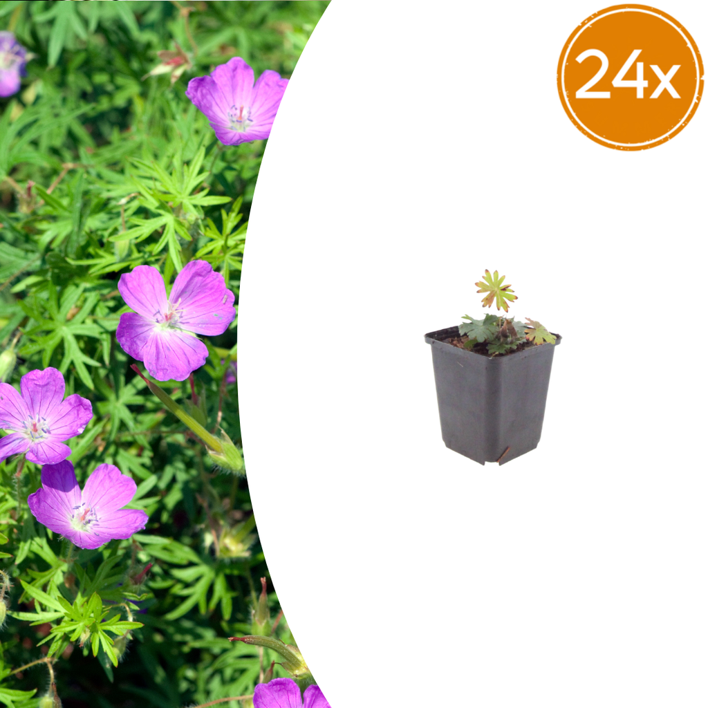Blut-Storchschnabel 24er-Set (Geranium sanguineum) – winterharte Staude, Topf-Ø 9 cm, Höhe ca. 25 cm