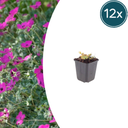 Blut-Storchschnabel 'Max Frei' 12er-Set (Geranium sanguineum) – winterharte Staude, Topf-Ø 9 cm, Höhe ca. 25 cm