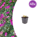 Blut-Storchschnabel 'Max Frei' 48er-Set (Geranium sanguineum) – winterharte Staude, Topf-Ø 9 cm, Höhe ca. 25 cm