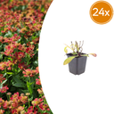 24x Helenium 'Moerheim Schönheit' - ↕10-25cm - Ø9cm