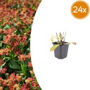 Sonnenbraut 'Moerheim Schönheit' 24er-Set (Helenium) – winterharte Staude, Topf-Ø 9 cm, Höhe ca. 25 cm