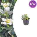 48x Christrose (Helleborus niger) - ↕10-25cm - Ø9cm