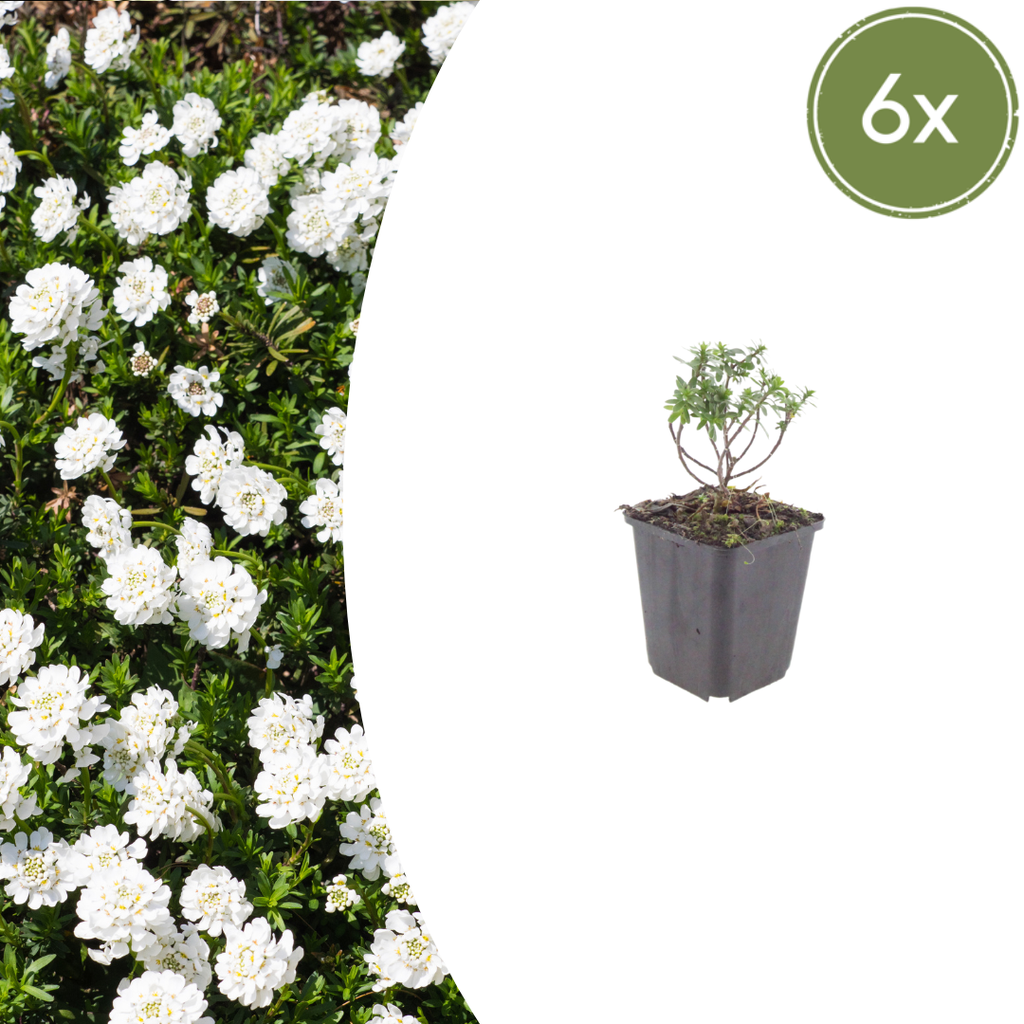 Immergrüne Schleifenblume 'Schneeflocke' 6er-Set (Iberis sempervirens) – winterharte Staude, Topf-Ø 9 cm, Höhe ca. 25 cm