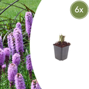 Ährige Prachtscharte 6er-Set (Liatris spicata) – winterharte Staude, Topf-Ø 9 cm, Höhe ca. 25 cm