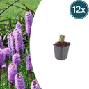 Ährige Prachtscharte 12er-Set (Liatris spicata) – winterharte Staude, Topf-Ø 9 cm, Höhe ca. 25 cm