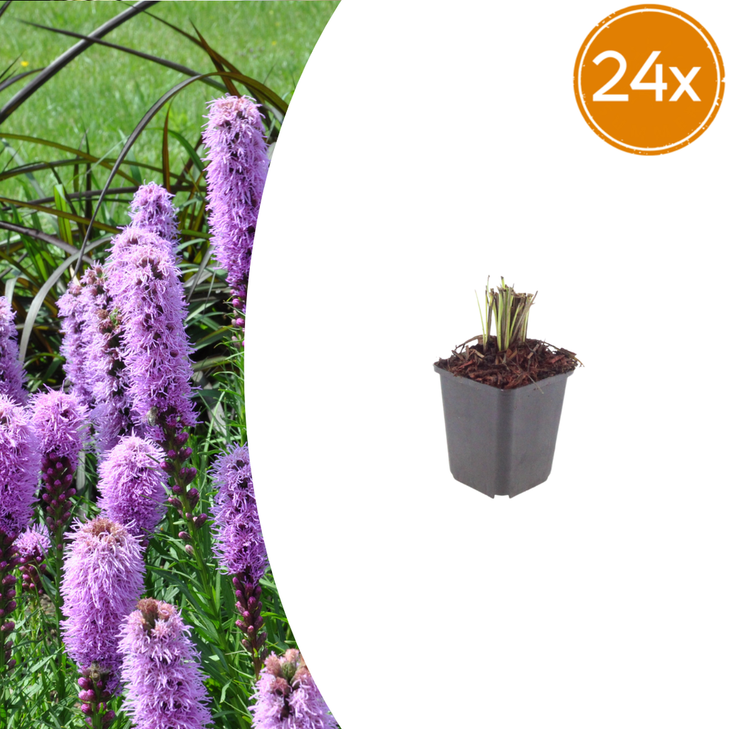 Ährige Prachtscharte 24er-Set (Liatris spicata) – winterharte Staude, Topf-Ø 9 cm, Höhe ca. 25 cm