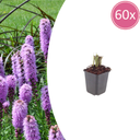 Prachtscharte 60er-Set (Liatris spicata) – winterharte Staude, Topf-Ø 9 cm, Höhe ca. 25 cm