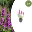 Blutweiderich 6er-Set (Lythrum salicaria) – winterharte Staude, Topf-Ø 9 cm, Höhe ca. 25 cm