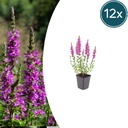 Blutweiderich 12er-Set (Lythrum salicaria) – winterharte Staude, Topf-Ø 9 cm, Höhe ca. 25 cm