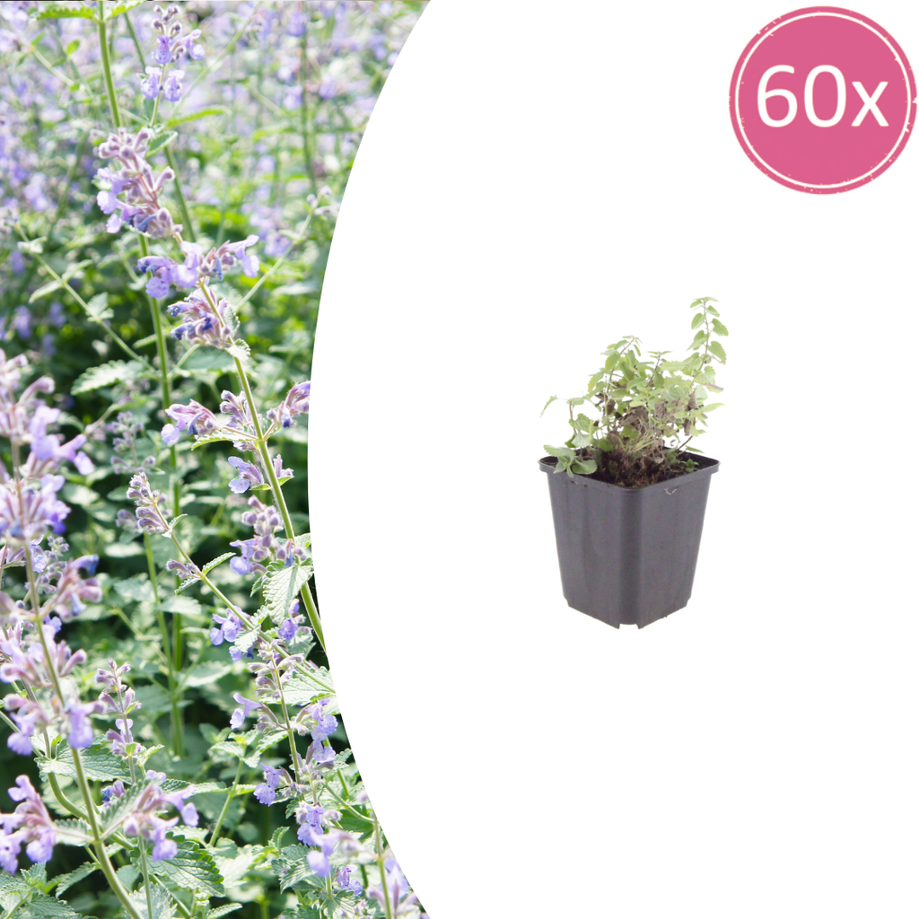 60x Nepeta faassenii - ↕10-25cm - Ø9cm
