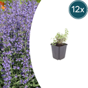 Katzenminze 'Grol' 12er-Set (Nepeta) – winterharte Staude, Topf-Ø 9 cm, Höhe ca. 25 cm