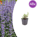 Katzenminze 'Grol' 48er-Set (Nepeta) – winterharte Staude, Topf-Ø 9 cm, Höhe ca. 25 cm