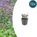 Purpurdost 'Herrenhausen' 12er-Set (Origanum laevigatum) – winterharte Staude, Topf-Ø 9 cm, Höhe ca. 25 cm